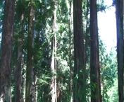 В лесу трахает жену в анальную дырку